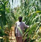 A Nigerien farmer in his millet field