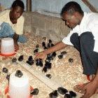Small-scale poultry farming in Nigeria: the government has declared a quarantine on moving birds  