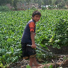 Agricultura urbana en América Latina