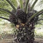 Palm oil monocultures are unable to support biodiversity, say conservationists