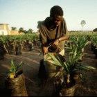 Watering oil palms at a research station in Malawi