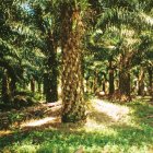 oilpalmplantation_indonesia_ManfredMielke_USDAForestService_BugwoodDOTorg