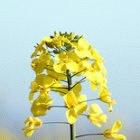 Oilseed rape flower — the initiative will fund research into oilseed