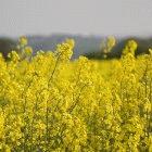 Biodiesel can be produced from oil crops like rapeseed Biodiesel can be produced from oil crops like rapeseed