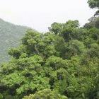 Monsoon evergreen broad-leaved forest