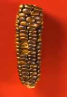 One thousand year old maize from Tularosa Cave, New Mexico