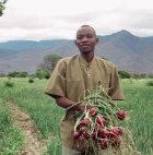 A Tanzanian onion farmer