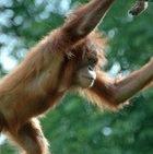 An orang-utan