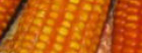 Maize boosted with beta-carotene by HarvestPlus/T. Rocheford