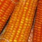  Maíz fortificado con betacaroteno 