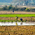 Farmland in Orissa, eastern India