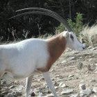The scimitar-horned oryx is now extinct in the wild
