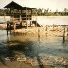 Oyster farm off the coast of Malaysia