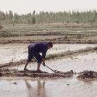 Chinese rice field