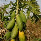 Papayas