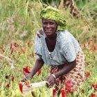 Rain-fed agriculture will be severely affected by climate change