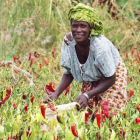 Tanzanian paprika farmer