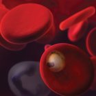Artistic rendering of the malaria parasite in human blood cells