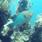 The rainbow parrotfish is threatened by the destruction of mangrove swamps