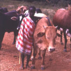 Cows