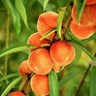 Fruit varieties are often patent protected