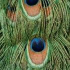 Tiny structures on peacock feathers are an example of natural nanomaterials, says Abdul