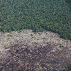 Kalimantan peatland deforestation