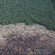 Kalimantan peatland deforestation