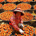 Taiwanese lady drying persimmon