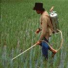 Small farmers in Indonesia could benefit from carbon taxes
