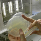 examining petri dishes in an anaerobic (ie Oxygen-free) cabinet