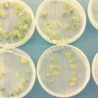 Developing nations need help with regulating biotechnology research