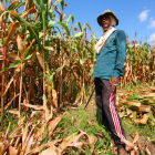 Man in corn field