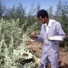 An agronomist from examines crops in Eritrea