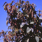 The researchers have developed a high-yield pigeon pea