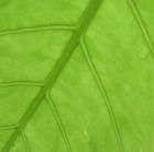 Close-up of plant