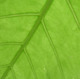 Close-up of plant