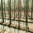 A tree plantation in India