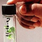 Plant in test tube for traditional medicine