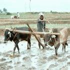 The collaboration should improve agricultural productivity in Africa