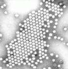 Weakened poliovirus from a vaccine mutated into a harmful form.
