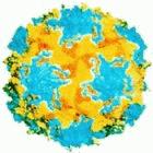 Illustration of poliovirus