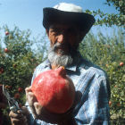 Farmer holding pomegranate