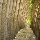 Poplars