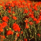 Poppies