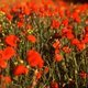 Poppies
