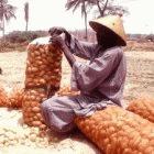 Potato harvest, Senegal