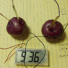 Potatoes being used to power an LED clock