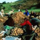 Communities in the Andes use 3,000 varieties of potatoes, ensuring a stable food supply and protecting against the destruction of entire crops by pests, disease, or climate conditions