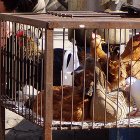 Chickens in a metal cage